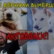 Возрождение вымершего вида волков Реакция Асмонголда
