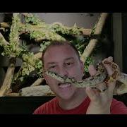 В чём разница между удавом и питоном Python Vs Boa