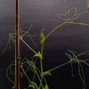 How Plants Climb Time Lapse