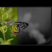 Image Comparison Slider Using HTML CSS And JavaScript Image Comparison ProgrammingTT