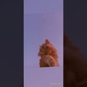Bearwolf один в поле воин Speed Up
