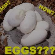 How To Put Away A Clutch Of Ball Python Eggs