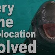Every Time Echolocation Has Evolved