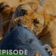 Most Brutal Survival Battles In Africa FULL EPISODE Nature Animal Documentary