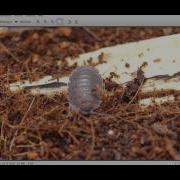OpenCV Find Rotated And Scaled Template With ORB And BFMatcher