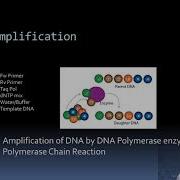 DNA Barcoding Primer Design Sequencing And Contig Assembly