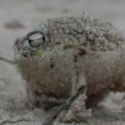 Worlds Cutest Frog Desert Rain Frog