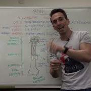 Bony Tissue Anatomy Of A Long Bone