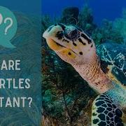 Why Are SEA TURTLES Important For The ENVIRONMENT
