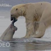 Nature S Most Impressive Predators BBC Earth