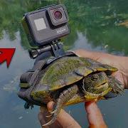 ЛУЧШАЯ камера GoPro на черепахе Плавание под водой