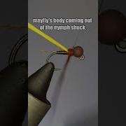 Split Case PMD Fly Tying Tutorial