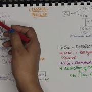 The Complement System Part 1 The Classical Pathway Membrane Attack Complex