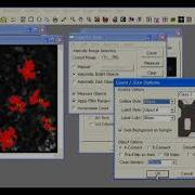 Image Pro Plus 7 0 Calculating