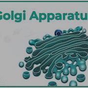 Golgi Apparatus Animation Dictyosome Structure And Function Cell Physiology