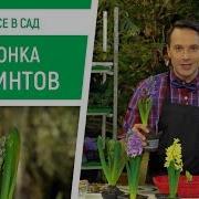 Как вырастить гиацинт в домашних условиях Все в сад