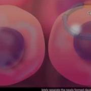 Cell Cycle And Mitosis 3D Animation