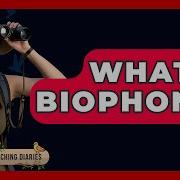 What Is Biophony Bird Watching Diaries