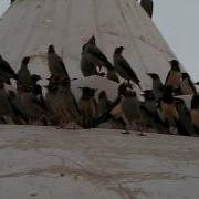 Flocking Behavior In Small Birds