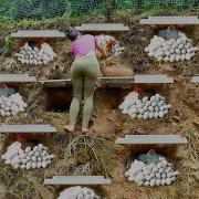 REWIND TIMALSPE 288 Days Building Many Nest For Hen To Lay Lots Of Eggs Hatched Many Chicks