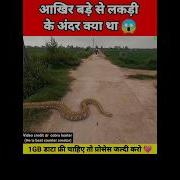 Shorts Python लठ ठ क अ दर क य थ द ख कर ह र न ह ज ओग Glant Snake Rescue