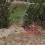 460 Vs The Watermelon