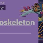 Cytoskeleton Components Functions Role In Cell Division Full Lesson Sketchy MCAT