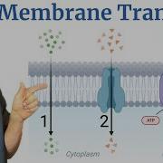 Membrane Transport Explained For AP Bio In 5 Minutes