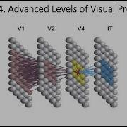 4 4 Advanced Visual Processing Fundamentals Of Cognitive Neuroscience Course Session 4 P 4