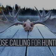 Moose Calling Techniques How To Eastmans Hunting