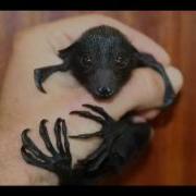 Slow Bat Loop 5