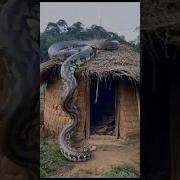 Biggesr Snake Ever Shorts
