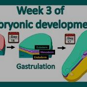 Week 3 Of Embryonic Development Gastrulation Neural Induction