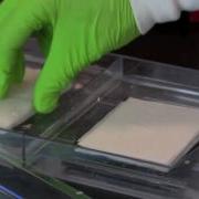 Western Blotting