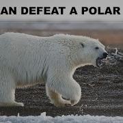 5 Animals That Could Defeat A Polar Bear