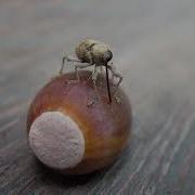 Wee Weevil Drilling An Acorn