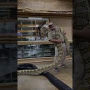 Epic Giant Snake