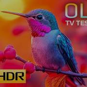Breathtaking Ultra Clarity 16K HDR 240fps Dolby Vision For 8K OLED QLED TV