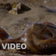 12 невероятных сцен охоты 4K UHD BBC Earth