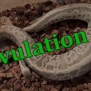 Ball Python Ovulation