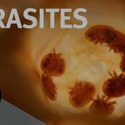 The Inside Story Of Parasites With Scott Gardner And Gabor Racz