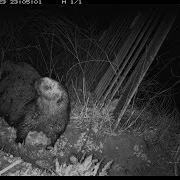Trail Camera Captures Sea Otter Crossing