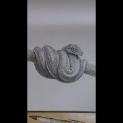 Drawing With Pencil Green Tree Python Snake Pencil Sketch Daily Art 25 Of 30 Shorts