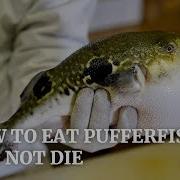 How To Eat Pufferfish And Not Die