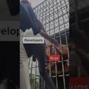 Developer Bugs Developers Bug Coding