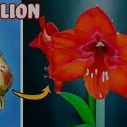 Growing Red Amaryllis Flower Time Lapse Bulb To Blossom 48 Days