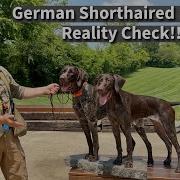 German Shorthaired Pointer Suburban Lifestyle Reality Check