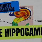 2 Minute Neuroscience The Hippocampus