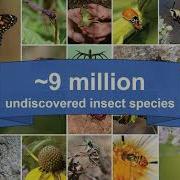 Plant Diagnostics Training Course Part 2 Insect Identification