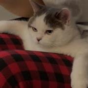 Cats Being Funny For No Reason The Funniest CATS Video 2026